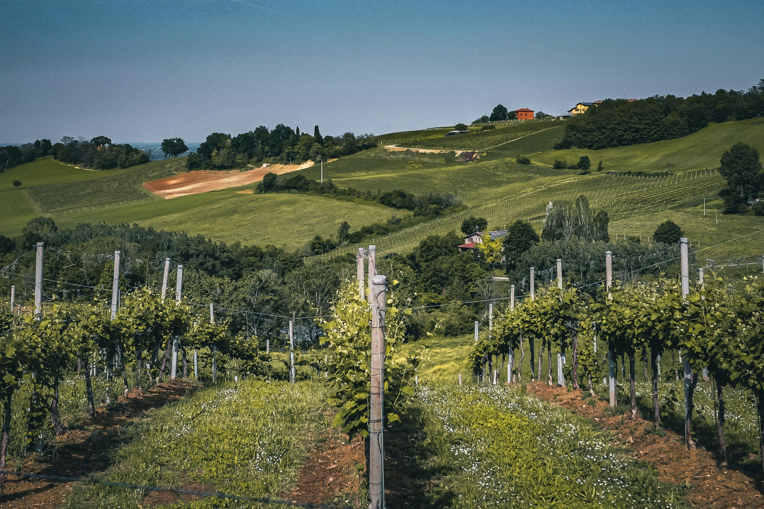 Scenic view of an Italian vineyard set in rolling hills with lush greenery under a clear sky.